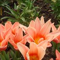 Tulipa kaufmanniana 'Fritz Kreisler'